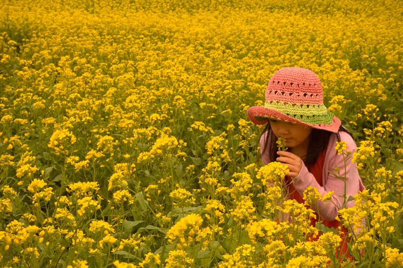 Tháng Giêng hoa cải...