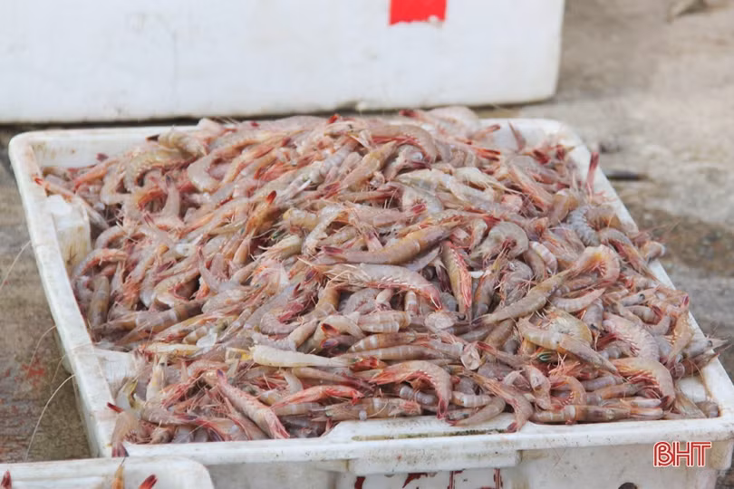 Chuyện ở làng chài đá Kỳ Xuân…