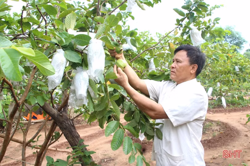 Xứ Voi đón “niềm vui kép”!