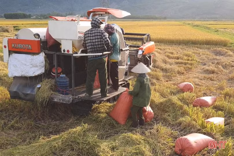 Gieo đúng lịch, cơ giới hóa trong sản xuất, huyện Kỳ Anh “về đích” thu hoạch lúa hè thu