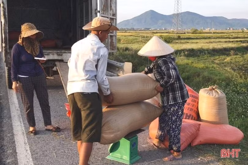 Gieo đúng lịch, cơ giới hóa trong sản xuất, huyện Kỳ Anh “về đích” thu hoạch lúa hè thu