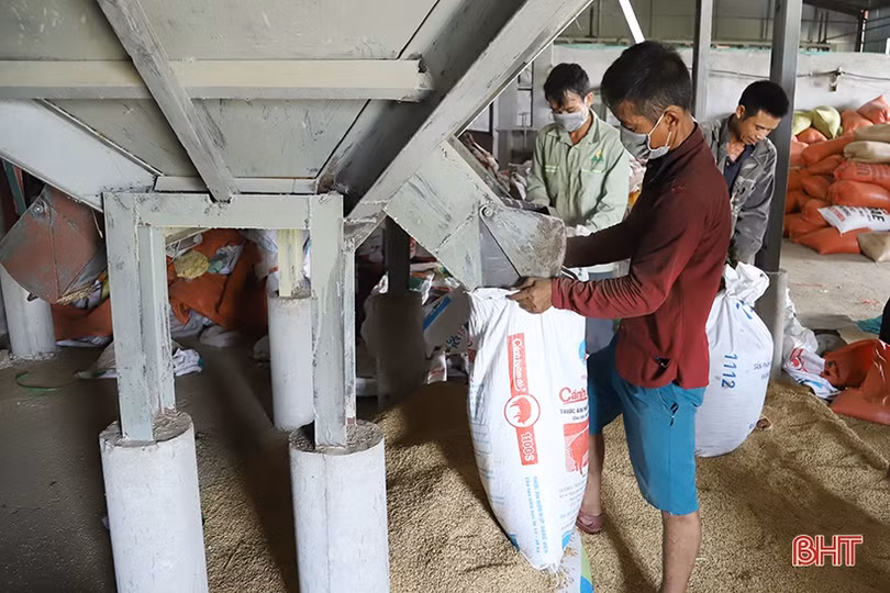 Thu mua lúa tại chân ruộng Hà Tĩnh, cả 2 cùng có lợi