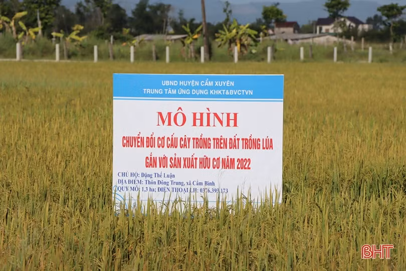 “Chìa khóa” mở nông nghiệp bền vững cho Cẩm Xuyên
