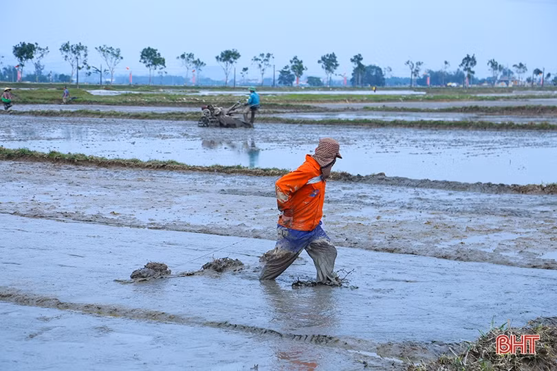 Nông dân Hà Tĩnh đẩy nhanh tiến độ gieo cấy lúa xuân trước khi không khí lạnh tràn về