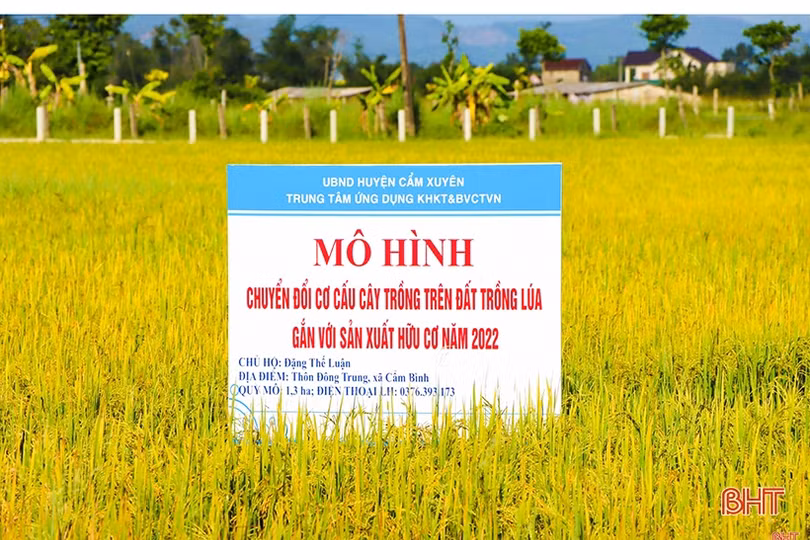 Cánh đồng lớn, sản xuất lớn ở Hà Tĩnh