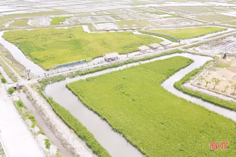 Cánh đồng lớn, sản xuất lớn ở Hà Tĩnh