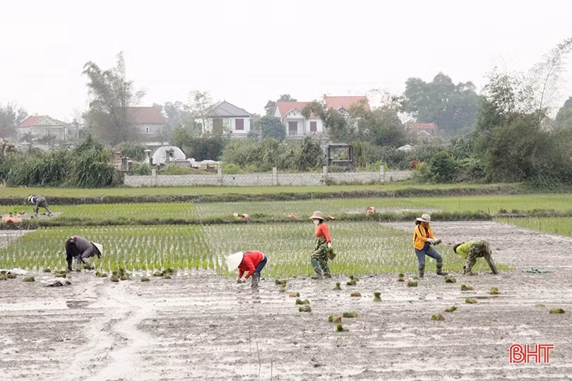 Nông dân Hà Tĩnh bắt đầu vào vụ gieo cấy lúa xuân