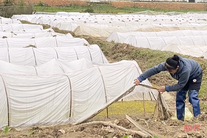Tăng cường chống đói rét cho vật nuôi, đẩy mạnh sản xuất vụ xuân 2023