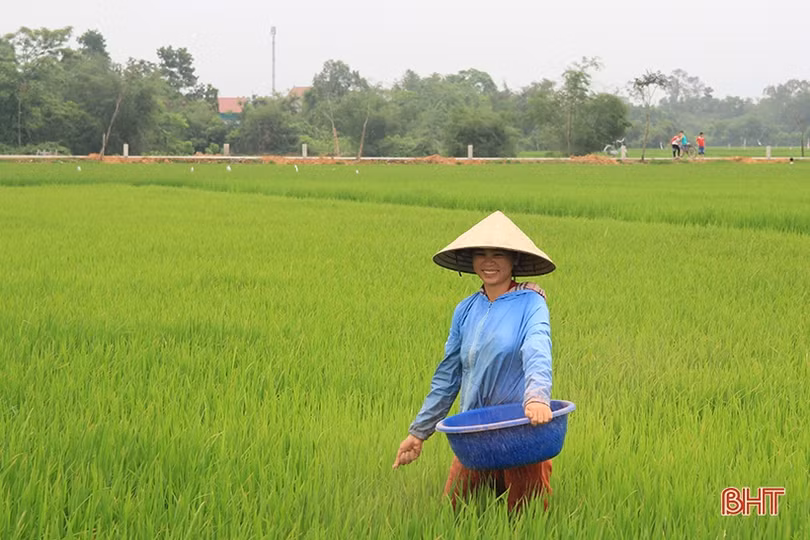 Nông dân Hà Tĩnh gửi ước mong theo mùa lúa trổ đòng