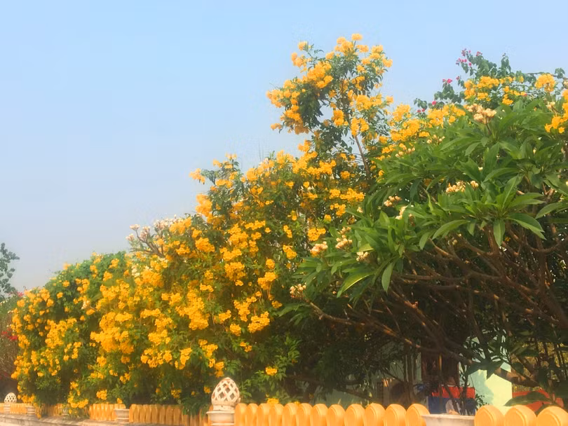 Ấn tượng với xứ sở trời xanh, mây trắng, hoa vàng