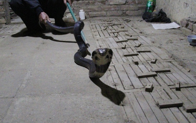 Về nơi người dân “ăn, ngủ” cùng rắn độc, chăm như “thú cưng”
