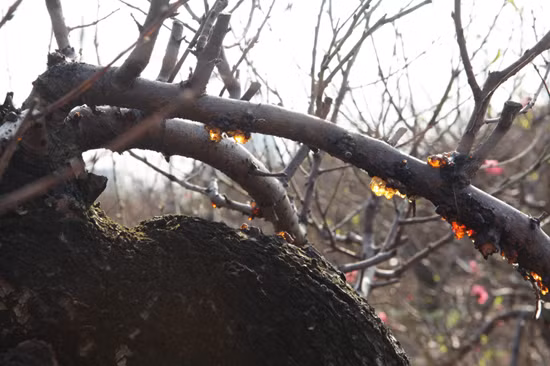 ngam cay dao co sieu dep gia tren troi cung khong ban