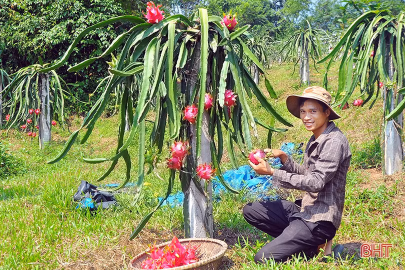 Ngắm trại thanh long ruột đỏ “made in Hà Tĩnh” thu nửa tỷ đồng/năm