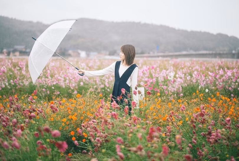 Ngẩn ngơ trước cánh đồng cosmos nở rực ở Nhật Bản