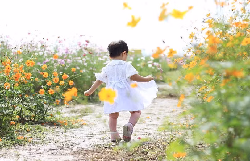 Ngẩn ngơ trước cánh đồng cosmos nở rực ở Nhật Bản