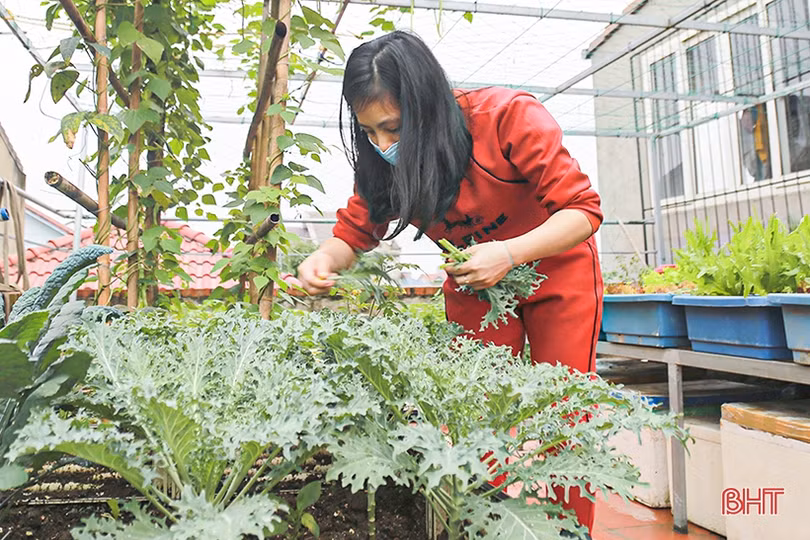 Ngắm “nông trại nhỏ” trên sân thượng của mẹ đảm Hà Tĩnh