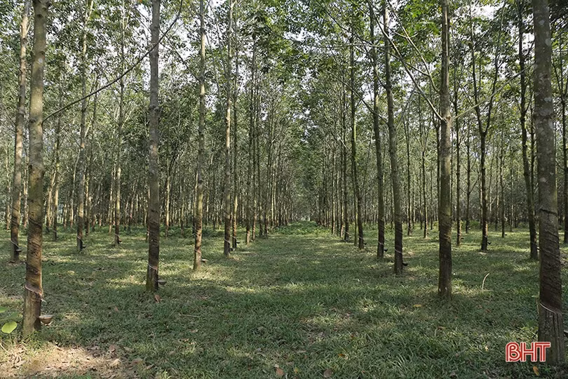 Chuyện về nông trường cao su 3 “không” ở vùng biên Hà Tĩnh