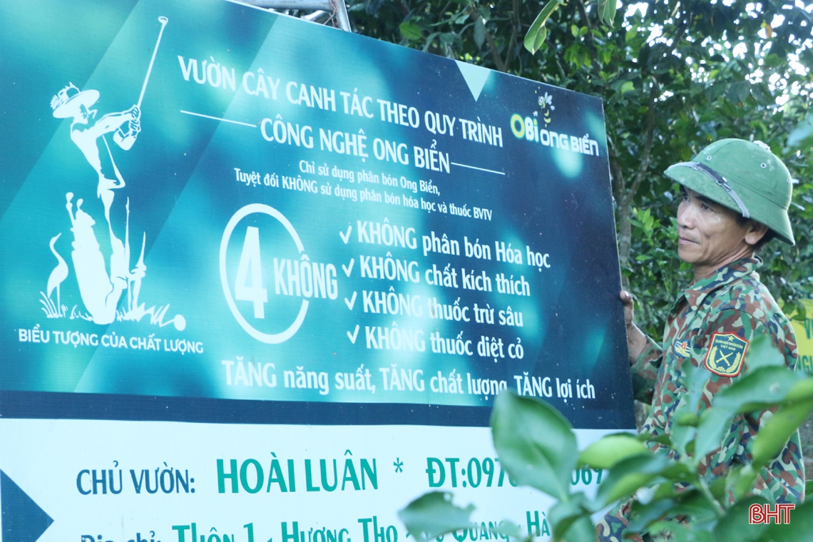 Ngắm vườn cam mướt xanh, trĩu quả trong nắng hạn ở vùng núi Hà Tĩnh