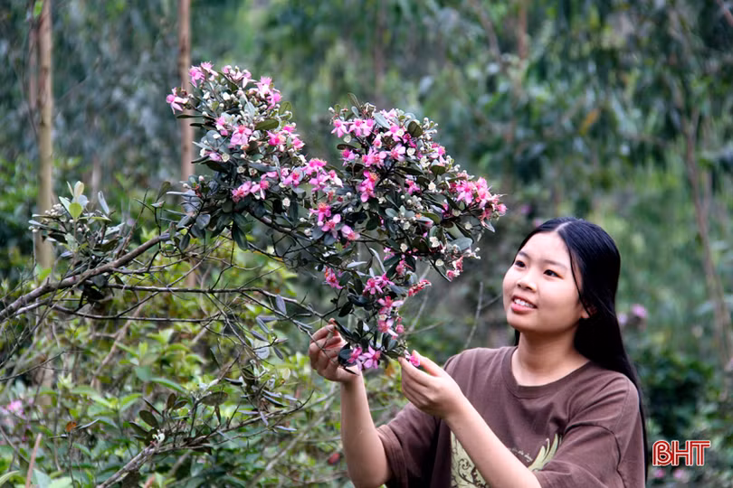 Tháng tư, tím biếc những đồi hoa sim ở Hà Tĩnh
