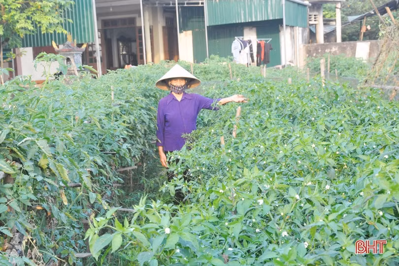 Mát mắt với những vườn rau quả của nông dân Hà Tĩnh