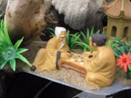 Xin tiền tiên