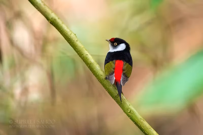 Vẻ đẹp diệu kỳ của những loài chim sặc sỡ trong các khu rừng ở Nam Mỹ