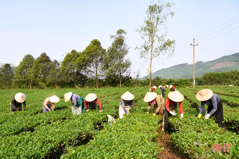 Năng suất cao, giá tốt, người trồng chè Kỳ Anh phấn khởi