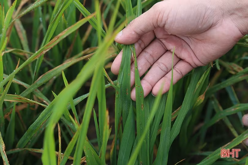 Chuyên gia cảnh báo các dịch bệnh trên đồng ruộng Hà Tĩnh