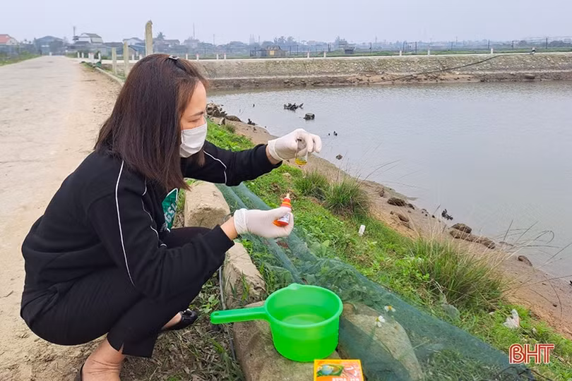 Người nuôi tôm Hà Tĩnh cải tạo ao đầm, đầu tư thâm canh vụ xuân - hè 