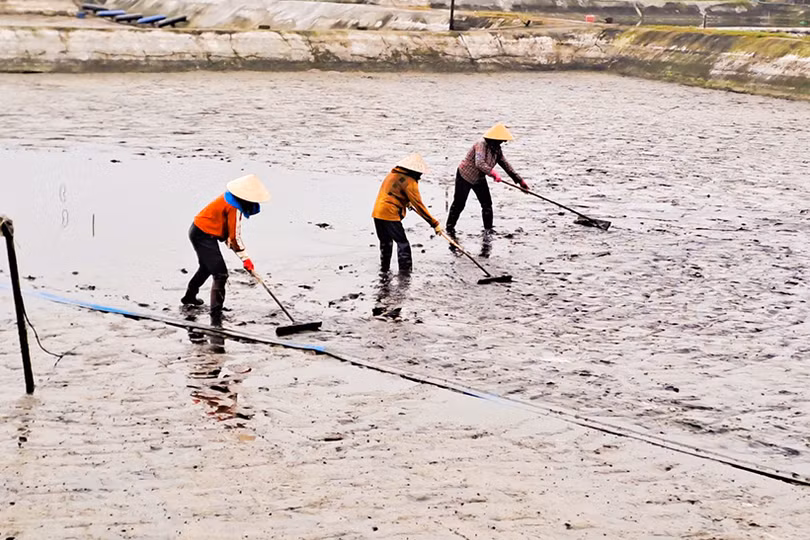 Người nuôi tôm Hà Tĩnh cải tạo ao đầm, đầu tư thâm canh vụ xuân - hè 