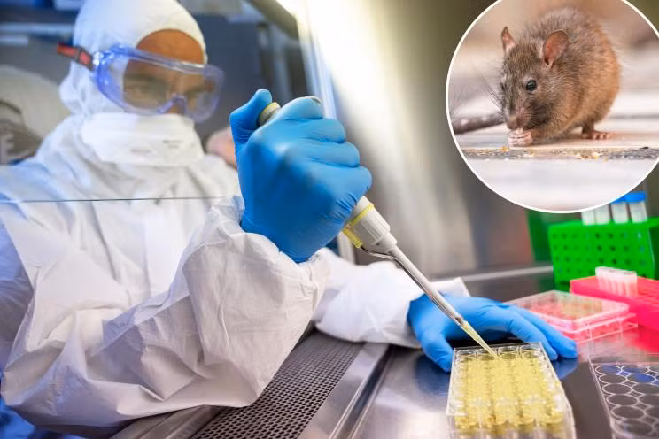 New York phát hiện nhiều con chuột nhiễm các chủng virus SARS-CoV-2 khác nhau