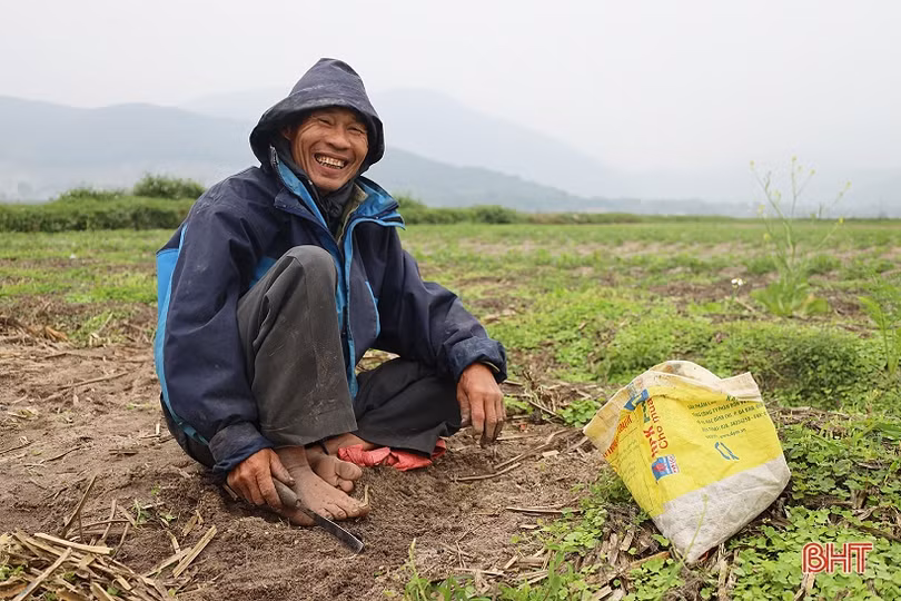 Hành tăm được giá, nông dân Hà Tĩnh thu hoạch tới đâu bán hết tới đó