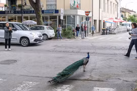 Đàn chim công đại náo thị trấn Italy