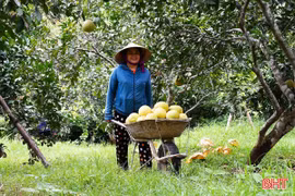 Bưởi Phúc Trạch đắt khách, nhà vườn tất bật "chạy đơn" ngày lễ Quốc khánh