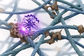Nhà khoa học tạo enzyme tiêu diệt hợp chất gây lão hóa ở người