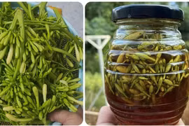 Những lưu ý khi dùng hoa đu đủ đực ngâm mật ong
