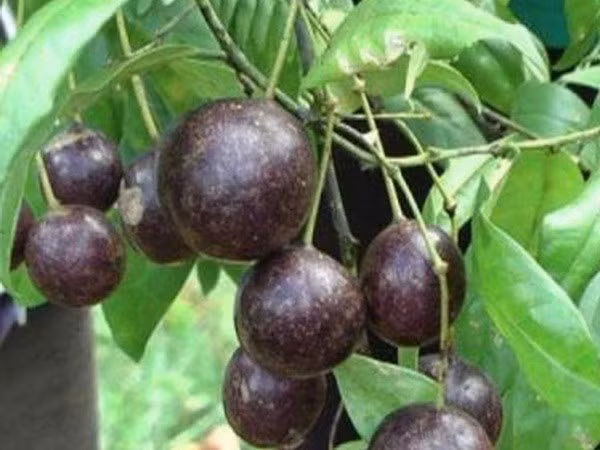 17 học sinh bị ngộ độc sau khi ăn quả rừng, 1 em tử vong