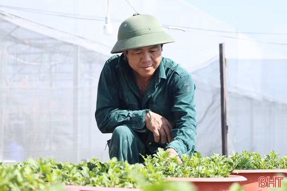 Vựa hoa ở Hà Tĩnh tất bật sản xuất phục vụ Tết