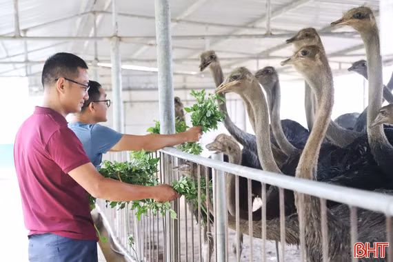 Khám phá trại nuôi đà điểu quy mô lớn ở Hà Tĩnh