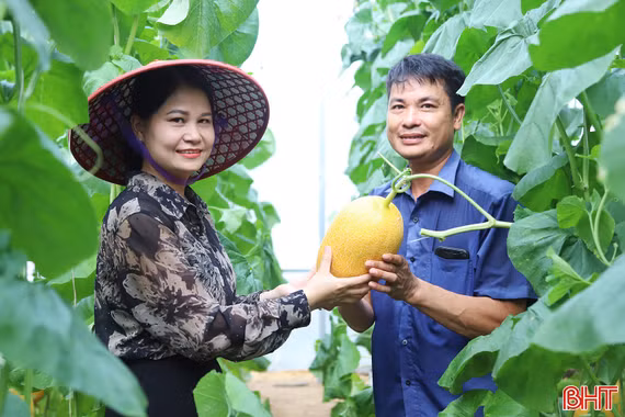 Trồng dưa lưới trong nhà màng, nông dân xã miền núi Hà Tĩnh thu lãi lớn