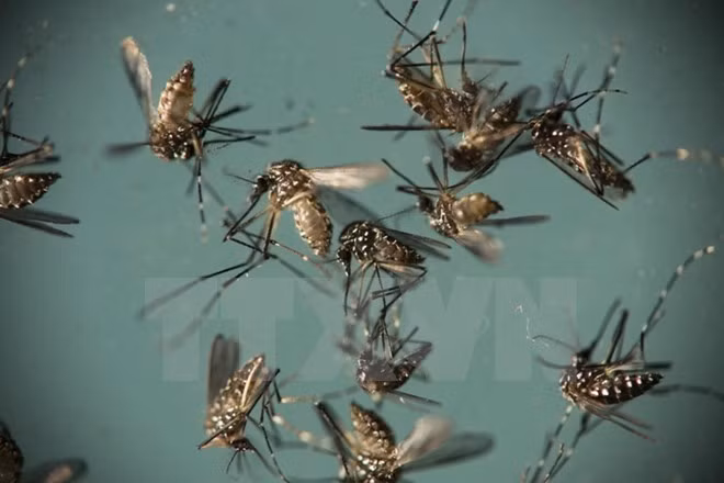 cong bo chi tiet ve loai muoi aedes dang gay dich sot xuat huyet