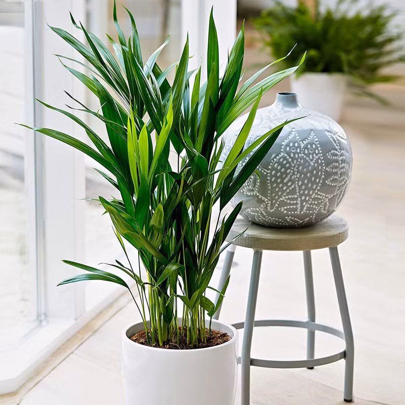 Những loại cây trồng trong nhà giúp bạn có giấc ngủ ngon dễ dàng