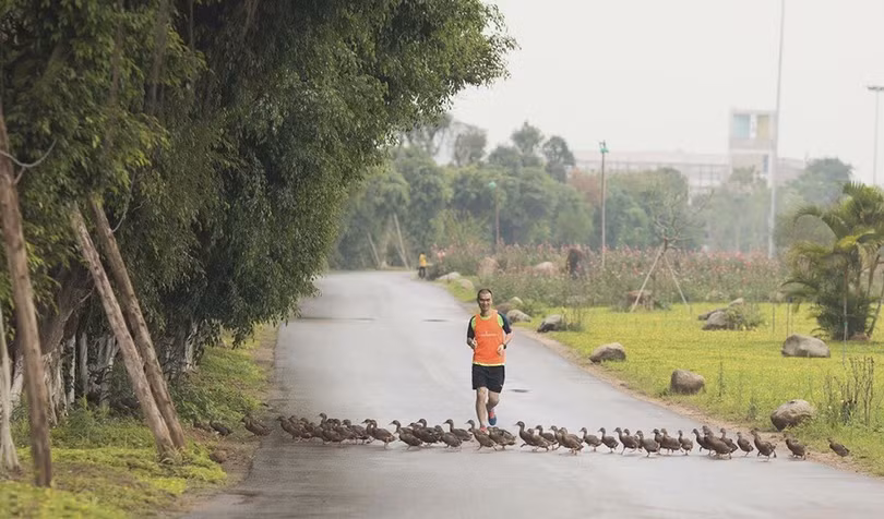 Chim công, vịt trời, thiên nga làm tổ trong khu đô thị Ecopark