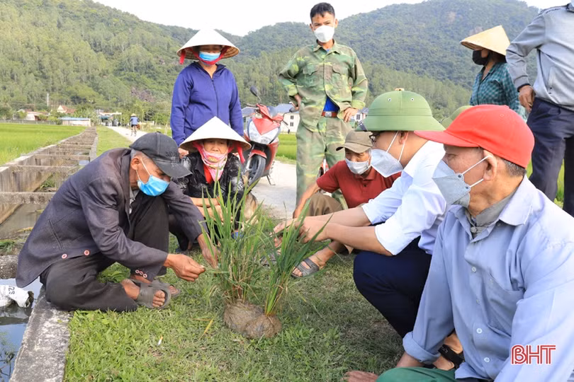 Nghi Xuân trang bị kiến thức phòng trừ bệnh hại lúa cho nông dân