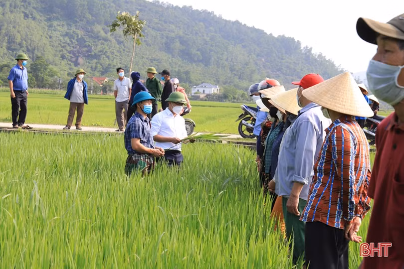 Nghi Xuân trang bị kiến thức phòng trừ bệnh hại lúa cho nông dân