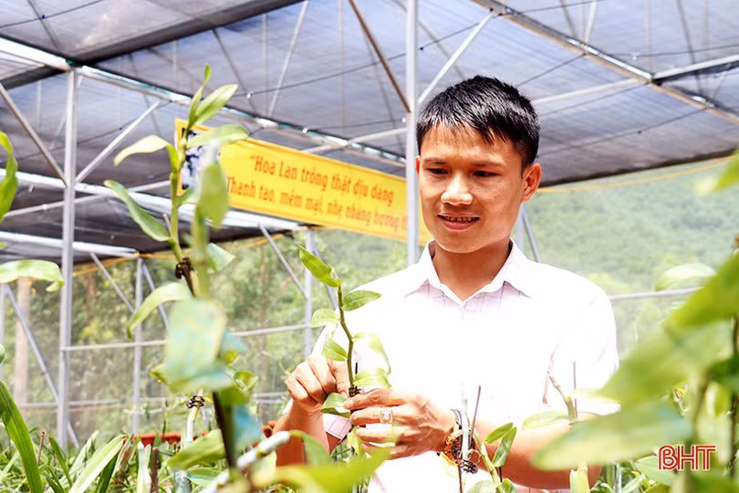 Doanh nhân trẻ rời phố về làng khởi nghiệp từ vườn lan