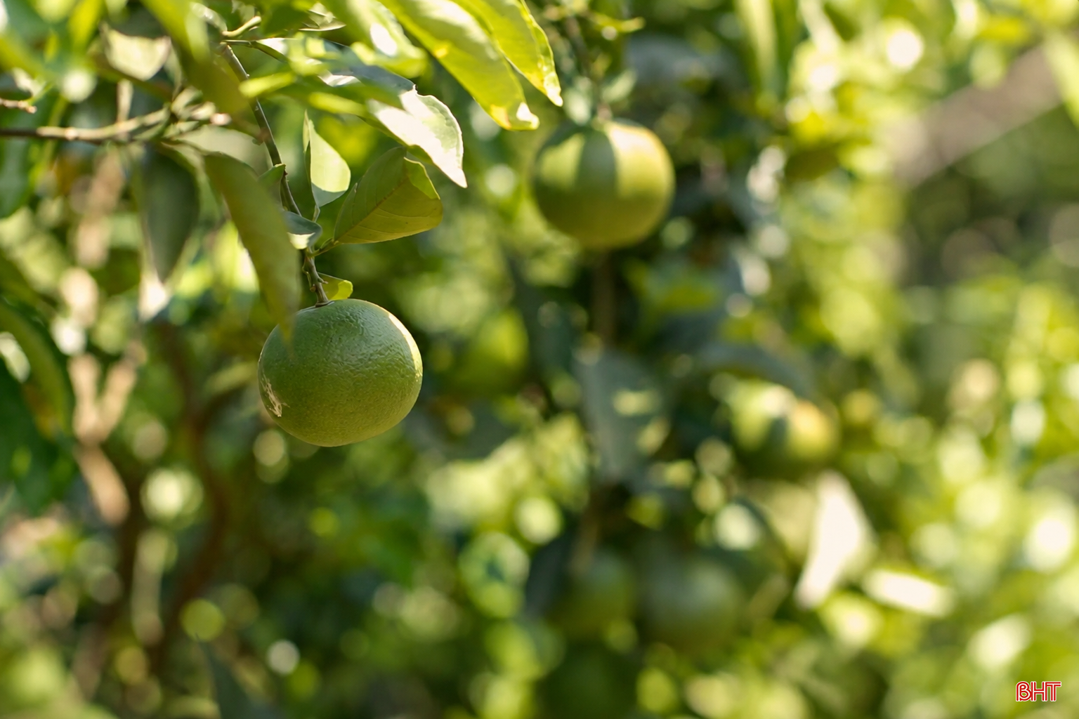bqbht_br_chatgpt-image-08-48-16-26-thg-6-2026.png