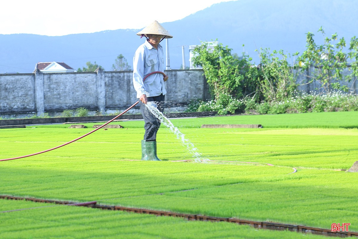 Ngoài ra, thời điểm này, các HTX, doanh nghiệp cung ứng dịch vụ mạ khay - máy cấy trên địa bàn tỉnh cũng đang chú trọng chăm sóc để đảm bảo cây mạ phát triển tốt, sẵn sàng đưa xuống đồng phục vụ sản xuất trong những ngày tới.