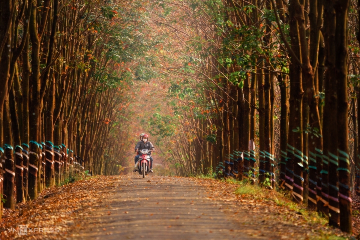 Rừng cao su mùa lá đỏ