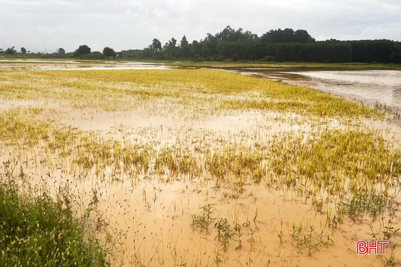 Toàn huyện Hương Khê có 859,6 ha lúa bị ảnh hưởng bởi lũ lụt.